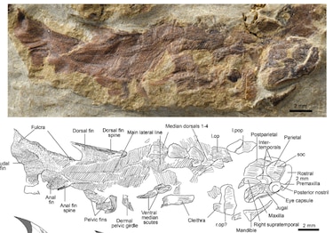 Hallan el pez óseo articulado más antiguo, que vivió hace unos 436 millones de años