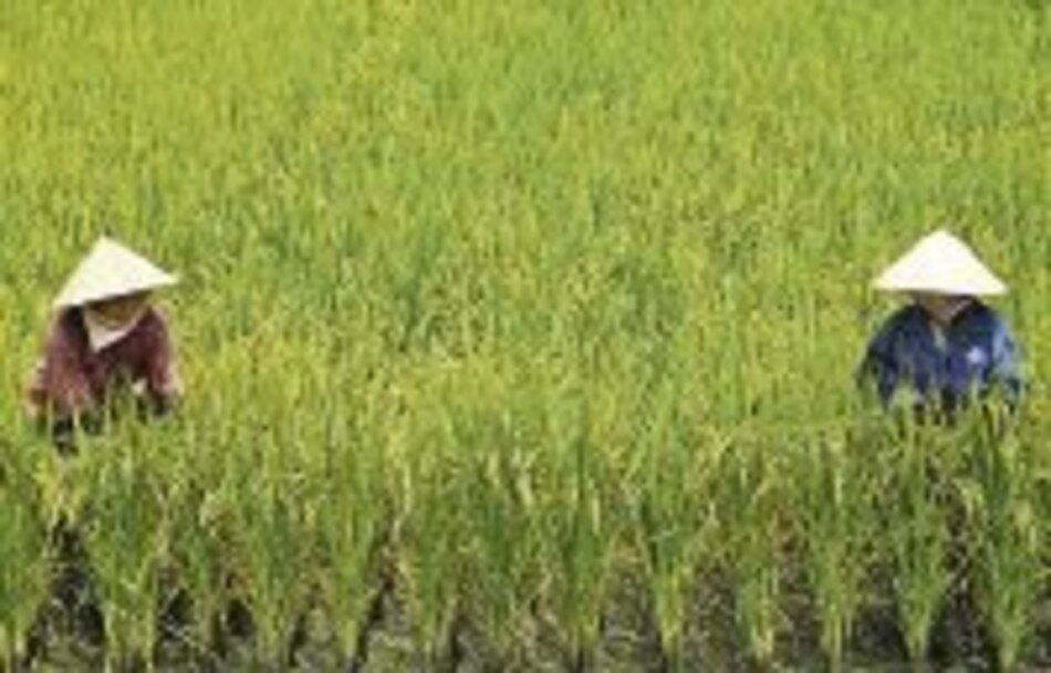 Cultivos de arroz de Vietnam, en peligro