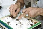 Estudian insectos de río
