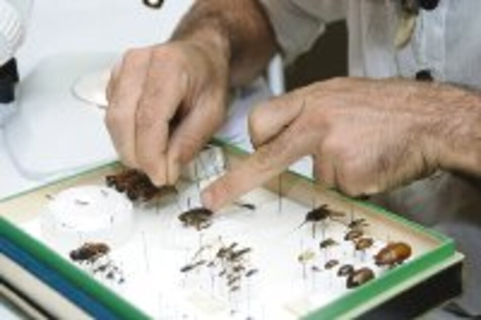 Estudian insectos de río