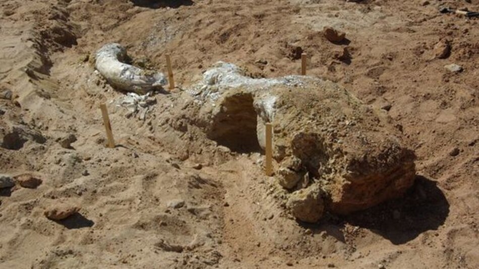 Encuentran cráneo parcial de mamut de Columbia en Oklahoma