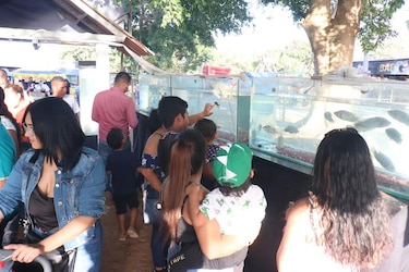 Peces multicolores y otras especies marinas, en exhibición durante la Feria de La Chorrera