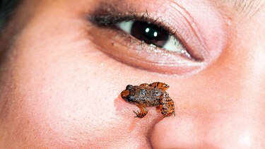 Hallan minirranas en India