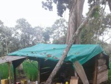 Decomisan 7 mil cápsulas con cocaína envueltas en cáscaras de frijoles