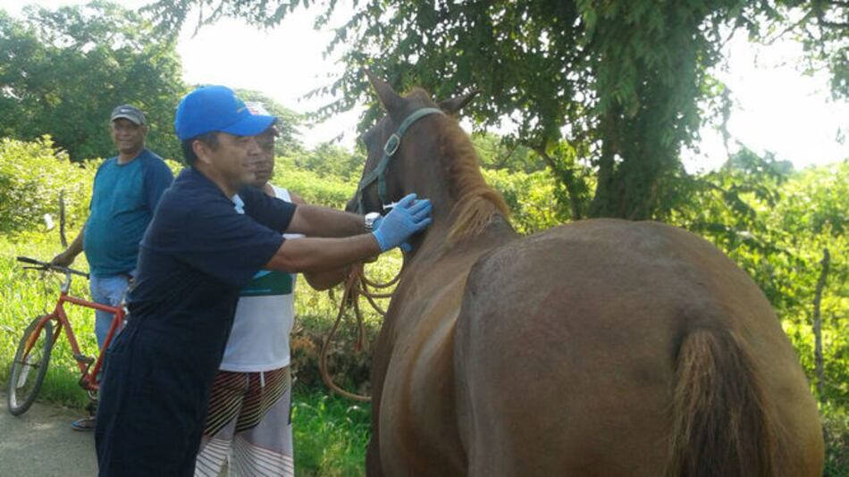 Aplican 200 vacunas contra la encefalitis en Herrera