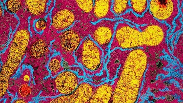 Cómo entrenar a tu cerebro para desarrollar habilidades ignoradas que serán esenciales en la era de la IA