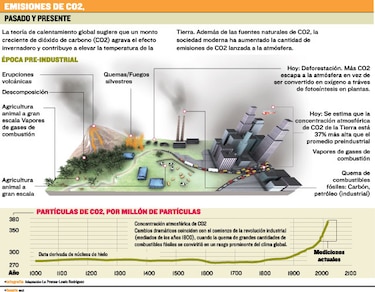 El rol del bosque tropical como reservorio de carbono