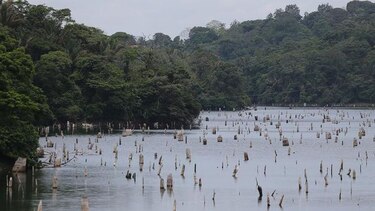 Panamá será sede del congreso regional de la UICN en septiembre