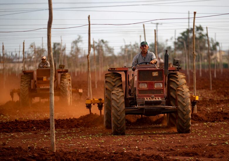 El campo cubano, tras el paso del huracán Rafael: ‘Lo perdimos todo, prácticamente’