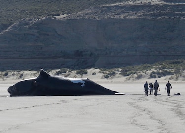 La marea roja es la causa de muerte de 30 ballenas en la Patagonia argentina