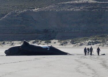 La marea roja es la causa de muerte de 30 ballenas en la Patagonia argentina