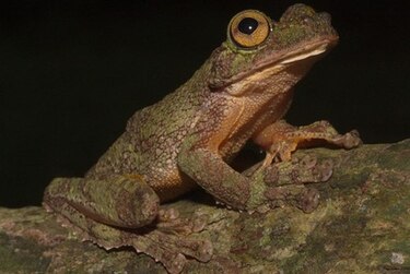 Un libro para proteger a los anfibios del Parque Nacional Darién