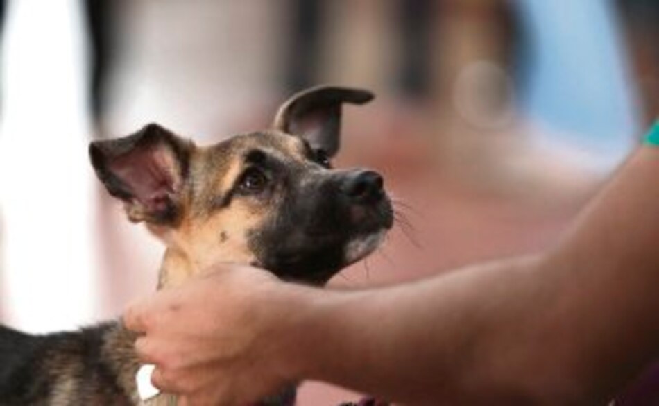 Solo quieren cariño