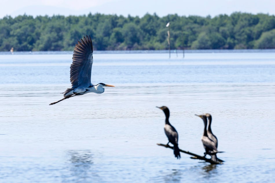 Los ‘Guardianes del Mar’ o cómo librar a los manglares de Río de toneladas de basura