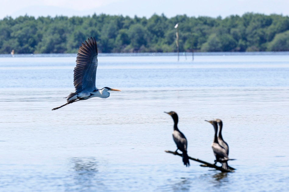Los ‘Guardianes del Mar’ o cómo librar a los manglares de Río de toneladas de basura