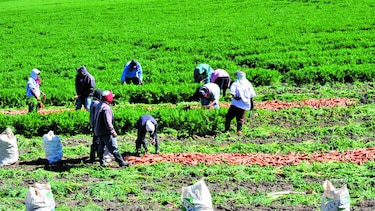 El cambio climático reta al sector agro