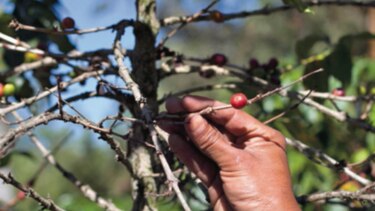 Exportación de café hondureño cayó 20%