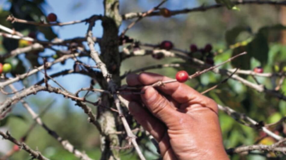 Exportación de café hondureño cayó 20%
