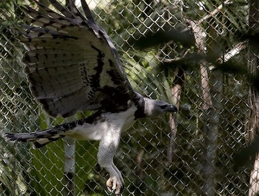 Día del Águila Harpía