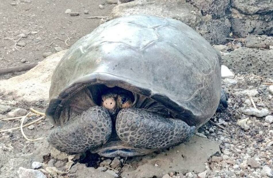 Hallan en Ecuador tortuga gigante considerada desaparecida hace un siglo