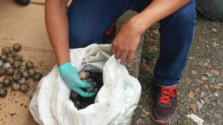 Decomisan mil 314 huevos de tortuga en Tonosí