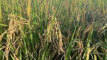 Varela Hermanos representó el 17% de la producción total de arroz de la provincia de Herrera