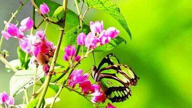 El vuelo de las mariposas se recorta