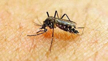 Mosquitos modificados