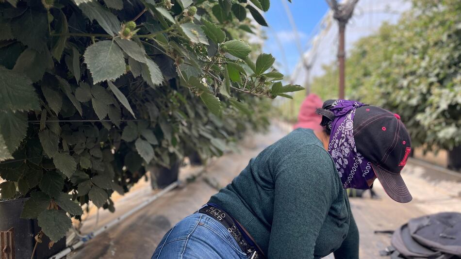 ‘¿Es usted de la Migra?’: el temor de los migrantes que se esconden de las redadas en Oxnard, la ‘capital mundial de la fresa’ en California