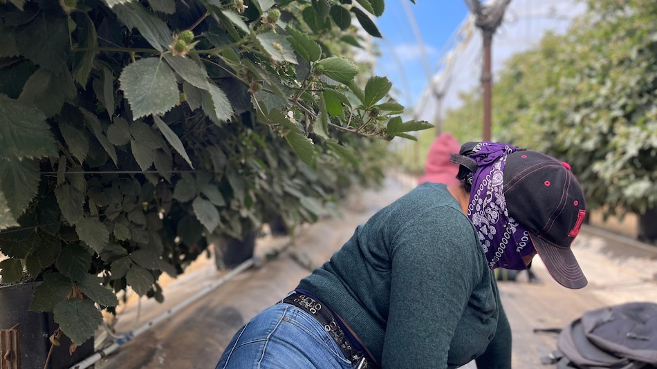 ‘¿Es usted de la Migra?’: el temor de los migrantes que se esconden de las redadas en Oxnard, la ‘capital mundial de la fresa’ en California