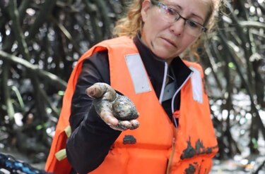 Proyecto en manglar de Aguadulce apuesta por salvar la concha negra