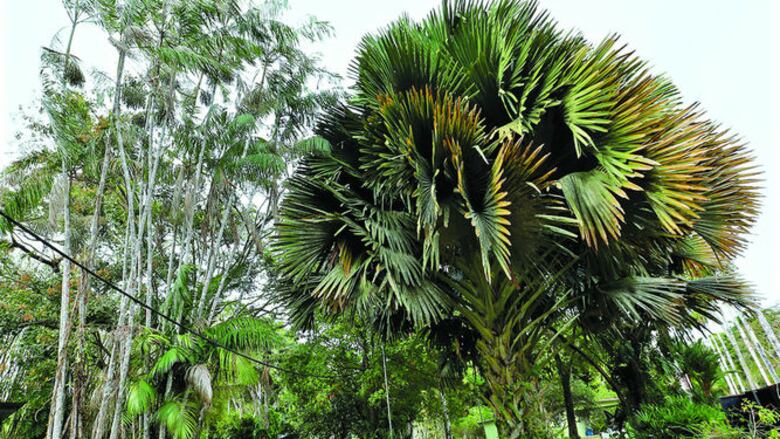 Pros y contras del follaje exótico