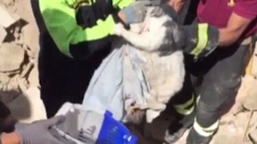 El gato Pietro, rescatado en Amatrice tras 16 días de sismo