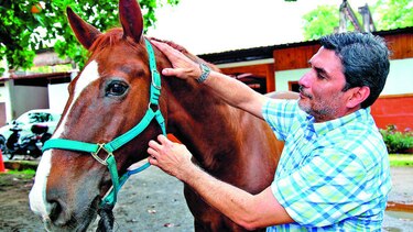 El doctor de los caballos