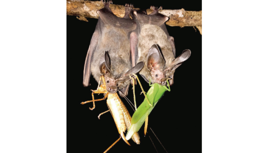 Habilidades auditivas y coexistencia de especies