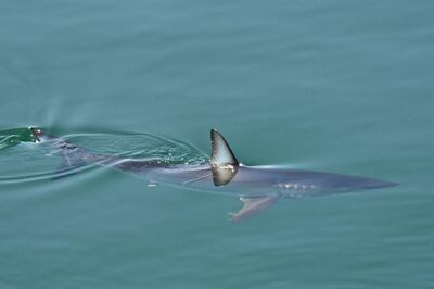 La disponibilidad de alimento en el océano regula la competencia entre los grandes depredadores marinos, según estudio 