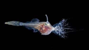 Las impresionantes imágenes de criaturas marinas que logra la buceadora que entra al mar de noche