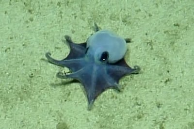 Descubren nueva especie de pequeño pulpo azul en el archipiélago ecuatoriano de Galápagos