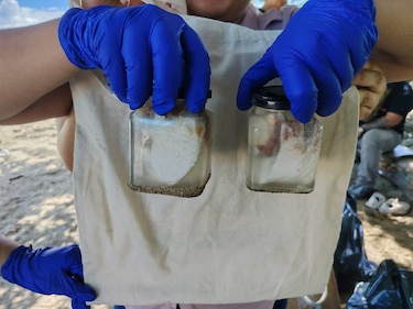 MiAmbiente investiga la muerte de un tiburón ballena hallado en Veracruz