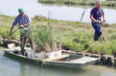 Venecia quiere recuperar el ecosistema de su laguna