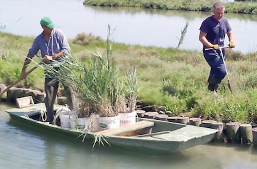 Venecia quiere recuperar el ecosistema de su laguna