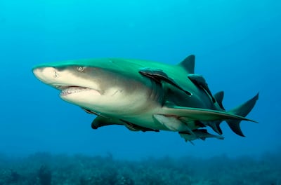 Coiba revela una cuna de tiburones y abre una nueva página para la ciencia panameña 