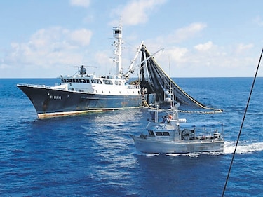 Refuerzan medidas contra la pesca ilegal en Panamá
