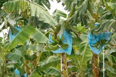 Herramientas para el manejo de la sigatoka