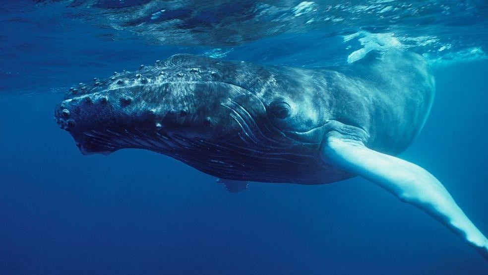 El mundo descubre el canto de las ballenas tras grabaciones de 1952