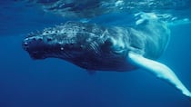 ‘Nadie había escuchado nada parecido’: el extraordinario momento en que el mundo se dio cuenta de que las ballenas cantan