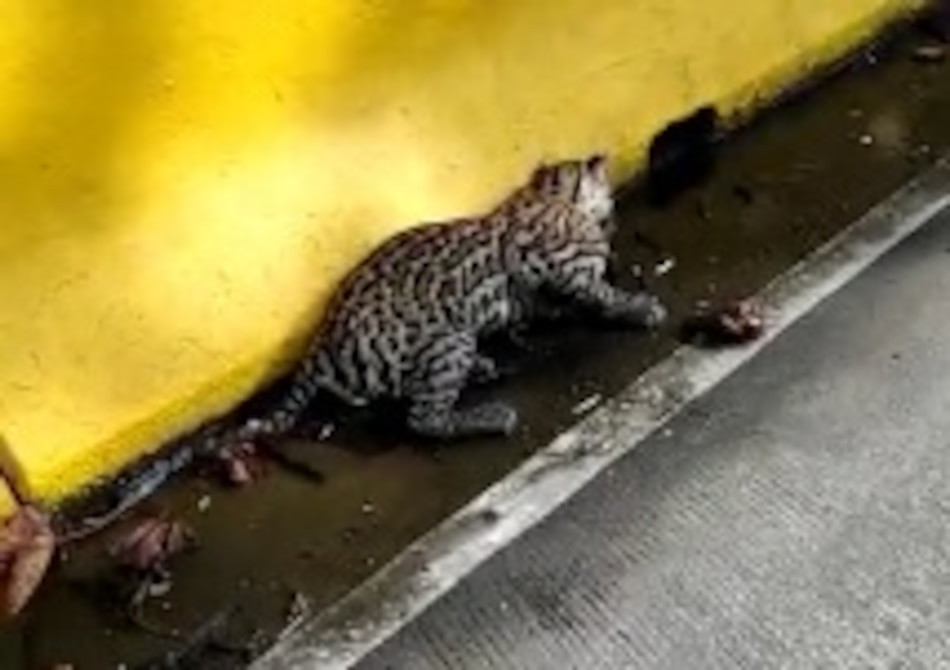 En Chiriquí han rescatado 14 especies en peligro de extinción en 2021; este miércoles salvaron un ocelote