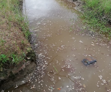 Ministerio de Ambiente en Herrera investiga muertes de peces en Santa María