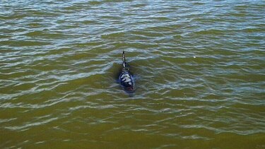 Avistamiento de dos delfines lastimados en playa santeña