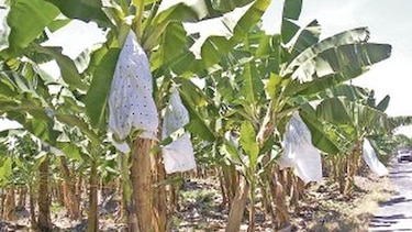 Gobierno apuesta a vender tierras bananeras